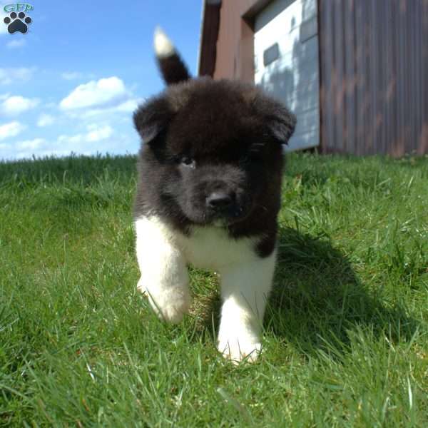 Rogar, Akita Puppy